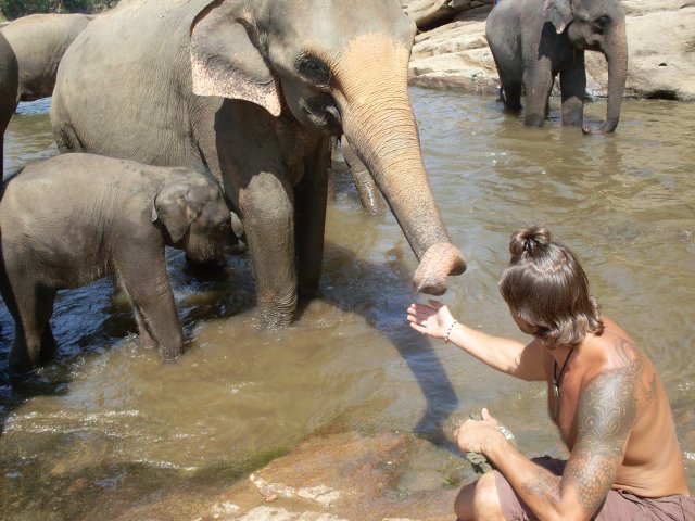 Шриланкийские слоны