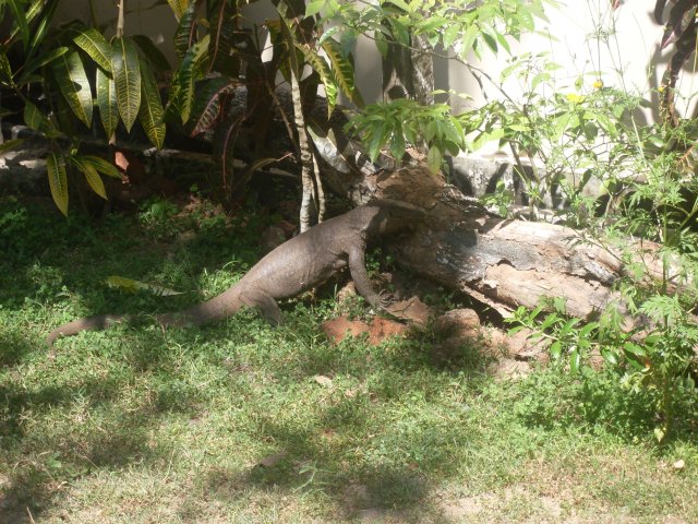 Мой сосед - крокодил, Шри-Ланка