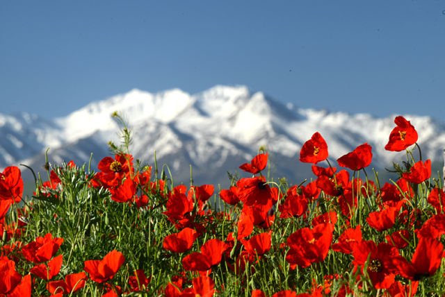 Весна в Киргизии