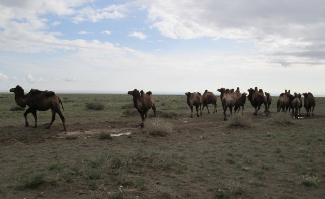 Стадо бактрийских верблюдов в западной части пустыни Гоби