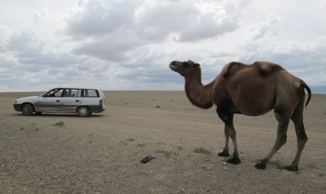 Отделившийся от стада любопытный верблюд смотрит на мой „Опель“ в западной части пустыни Гоби