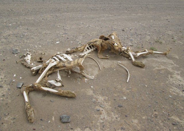 Я проехал мимо скелета верблюда в пустыне