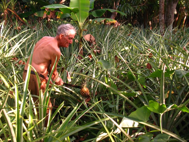 Плантация ананасов, Куба