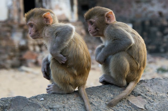 Храм обезьян, Джайпур, Индия