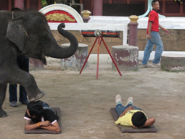 Шоу слонов, Пхукет, Таиланд