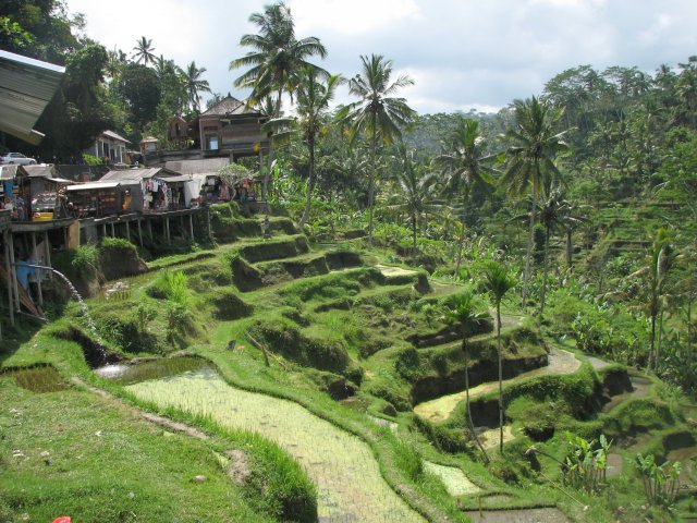 Рисовые террасы острова Бали