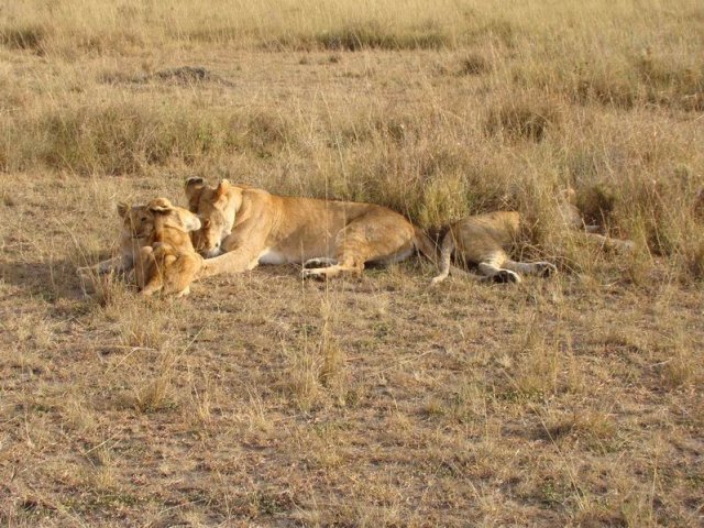 Львица с детками в Масаи-Мара