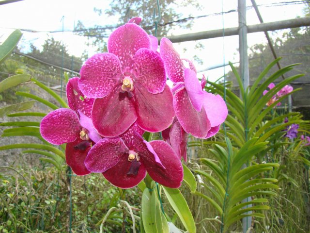 Барбадос (Бриджтаун) Оранжерея орхидей