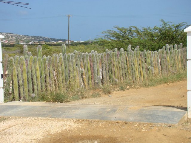 Забор из кактусов - дешево и надежно