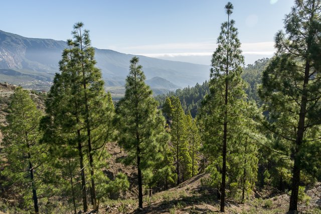 Вид с обзорной площадки Mirador Degollada de la Cruz Grande