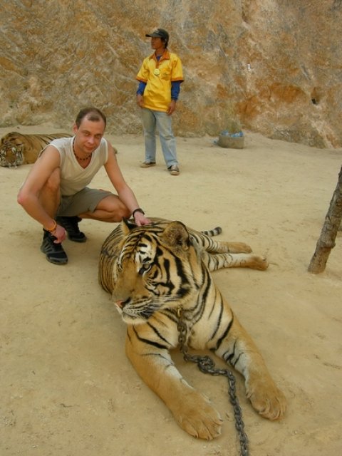 Фото с тигром