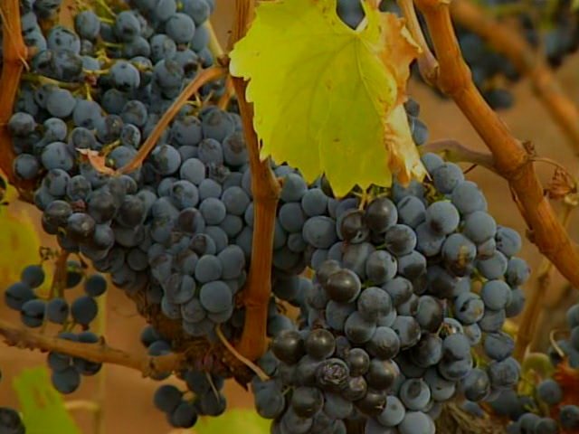 Виноградник