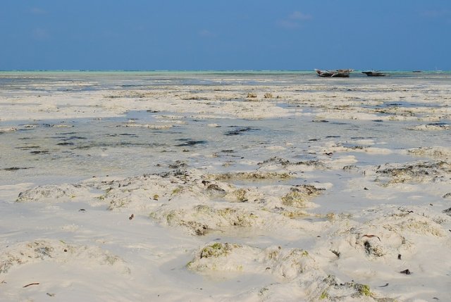 Jambiani. Shene Bungalows. Low-tide