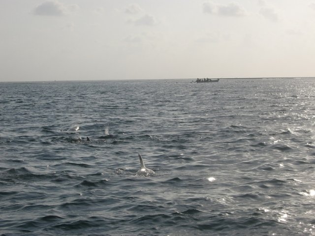 Kizimkazi. Dolphin Tour