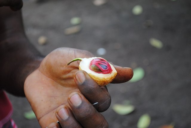 Spice Tour. Nutmeg (muscat)