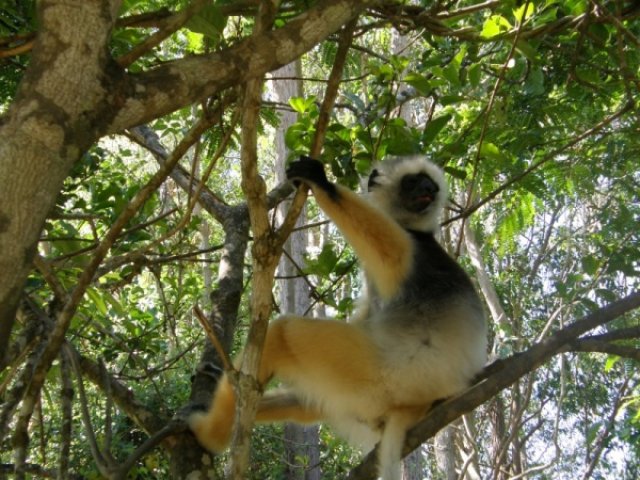Джунгли Мадагаскара