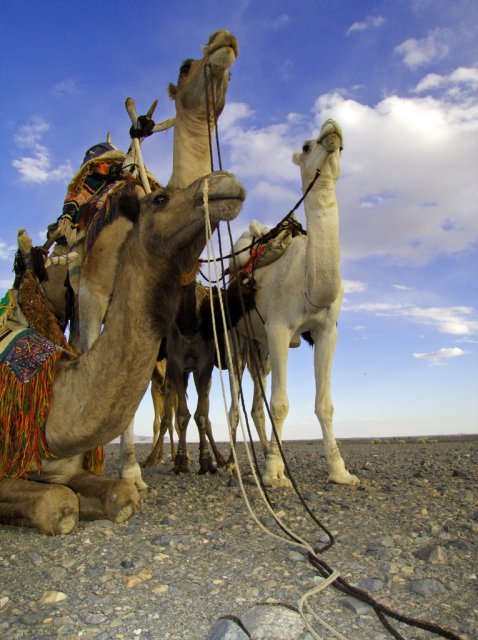 Верблюды в пустыне Сахара, Алжир