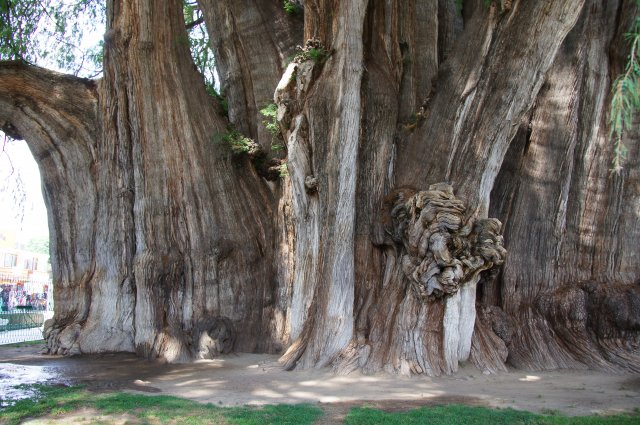 Очень большое дерево в городе Туле, Мексика