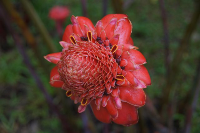Экзотический цветок, Мексика