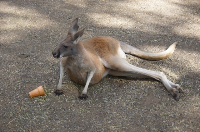 Кенгуру в зоопарке Австралии