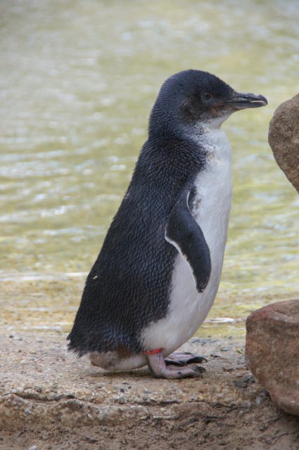Пингвин, Австралия