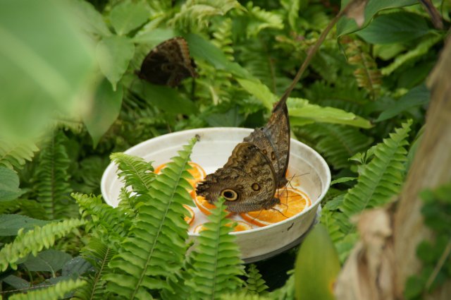 Сад бабочек в Парке Наук, Гранада, Испания