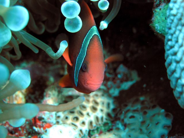 Подводный мир, остров Тенгол, Малайзия