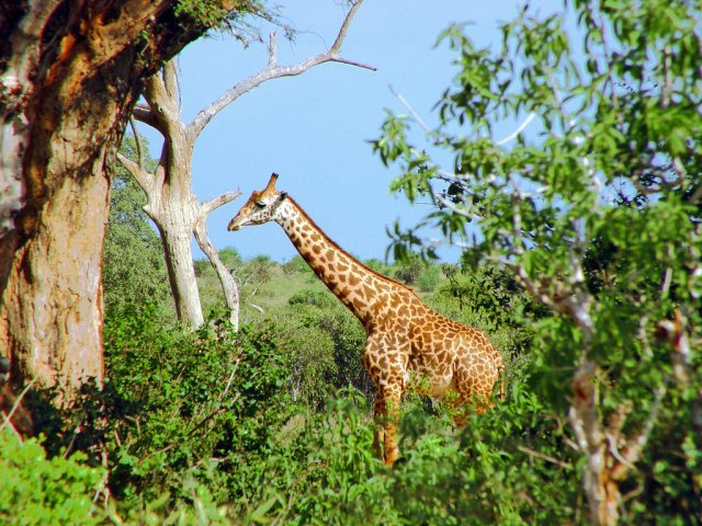 Национальный парк Цаво, Кения