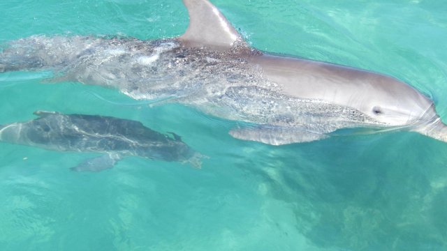 Дельфины национального парка Баия-де-Наранхо, Ольгин, Куба