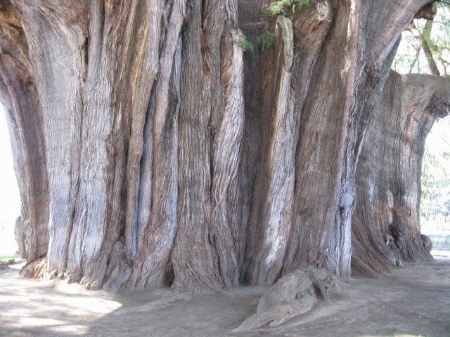 Самое большое дерево в городке Тула, Мексика