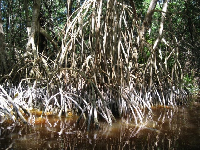 Селестун мангровый заказник, Мексика