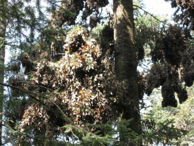 Деревья облеплены бабочками, Заповедник бабочек монархов, Мексика