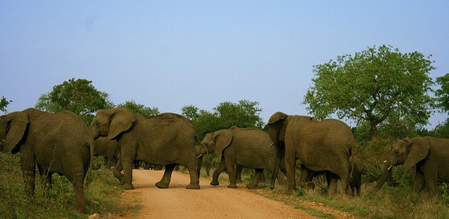 Национальный Парк Крюгер, ЮАР