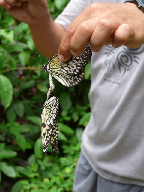 парк Бабочек (Batterfly Garden), Бохол, Филиппины