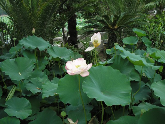 Цветок лотоса, Парк Бейхай, Пекин