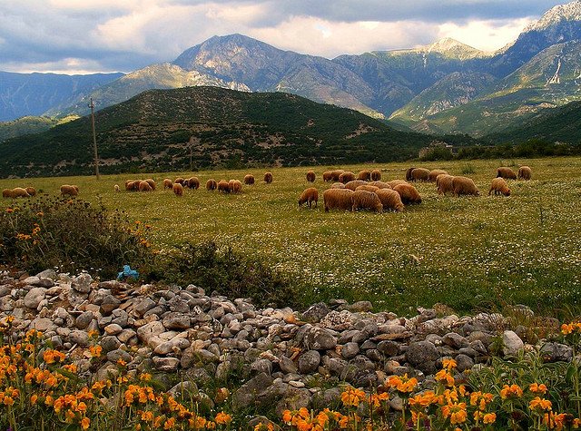 Пастбища, Албания