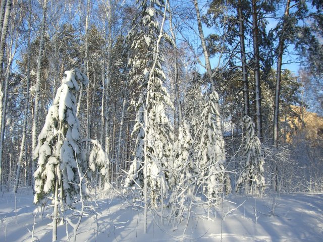 Лесистая местность Саратова зимой, Россия