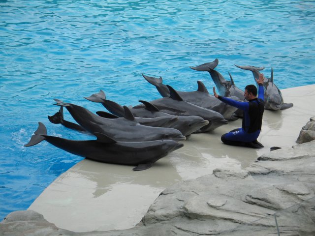 Дельфинарий в Риччионе, Италия