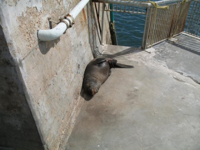 Котик в порту Кейптауна. Безмятежно спит - гонит из шкуры влагу и згу