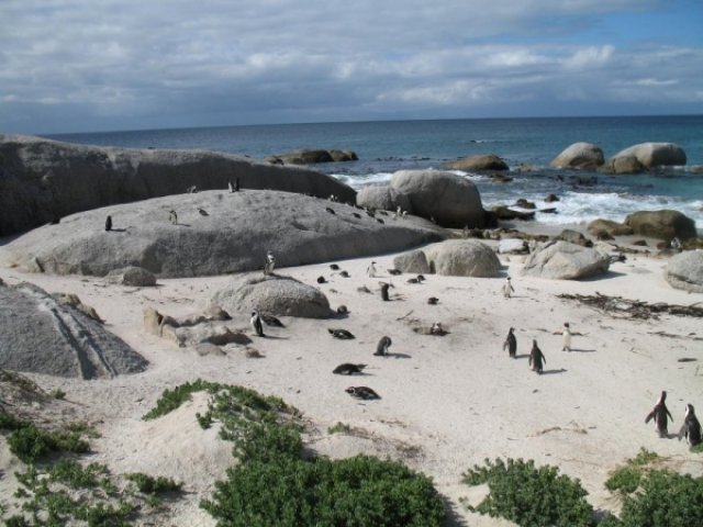 Пингвинья колония около Симонстауна