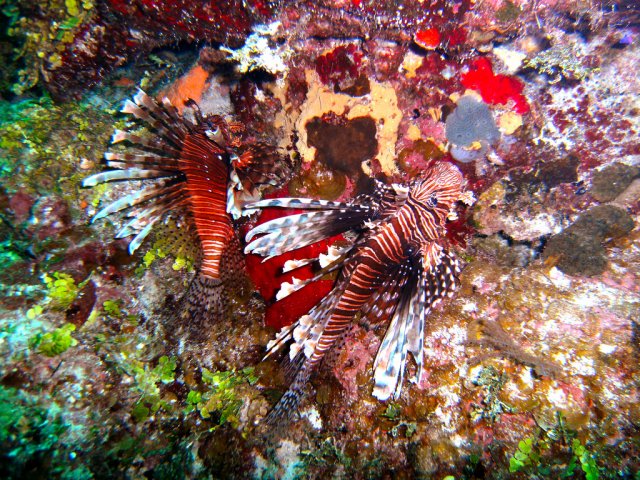Подводный мир Багамских островов