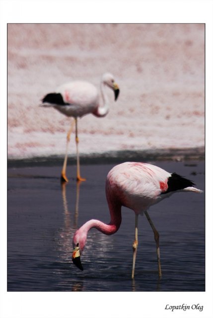 Фламинго на лагуне Чакса