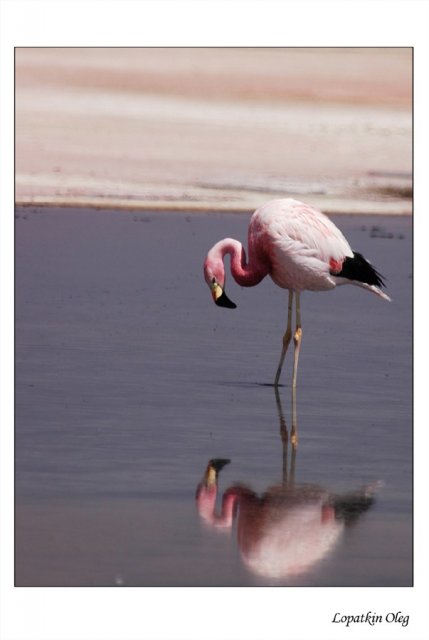 Фламинго на лагуне Чакса