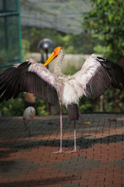 Парк Птиц в Куала-Лумпуре, Малайзия