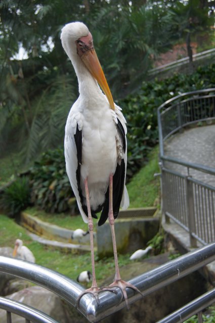 Парк Птиц в Куала-Лумпуре, Малайзия