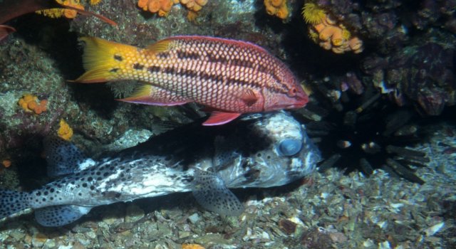 Подводный мир Галапагосских островов