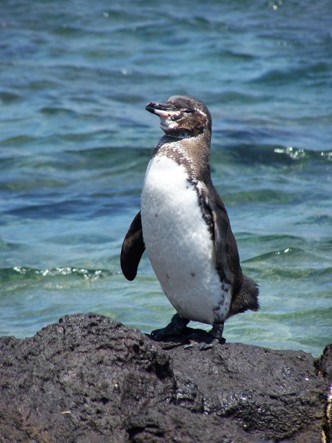 Галапагосский пингвин, остров Бартоломе