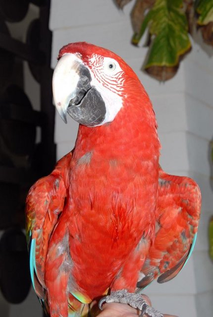 Попугай в резервации Гарраффон, Мексика