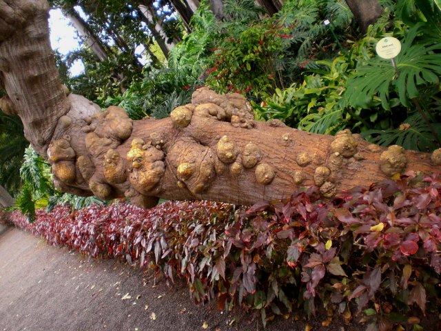 Ботанический сад, Тенерифе
