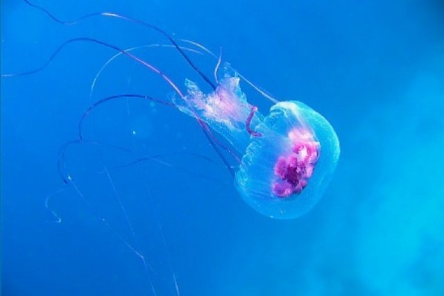 Медуза, Красное море